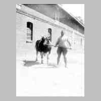 065-0068 Eduard Manneck mit dem Zuchtbullen auf Gut Rose in Moterau..jpg
